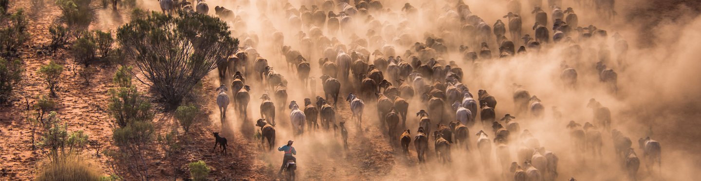 Aerial Mustering & Low Level